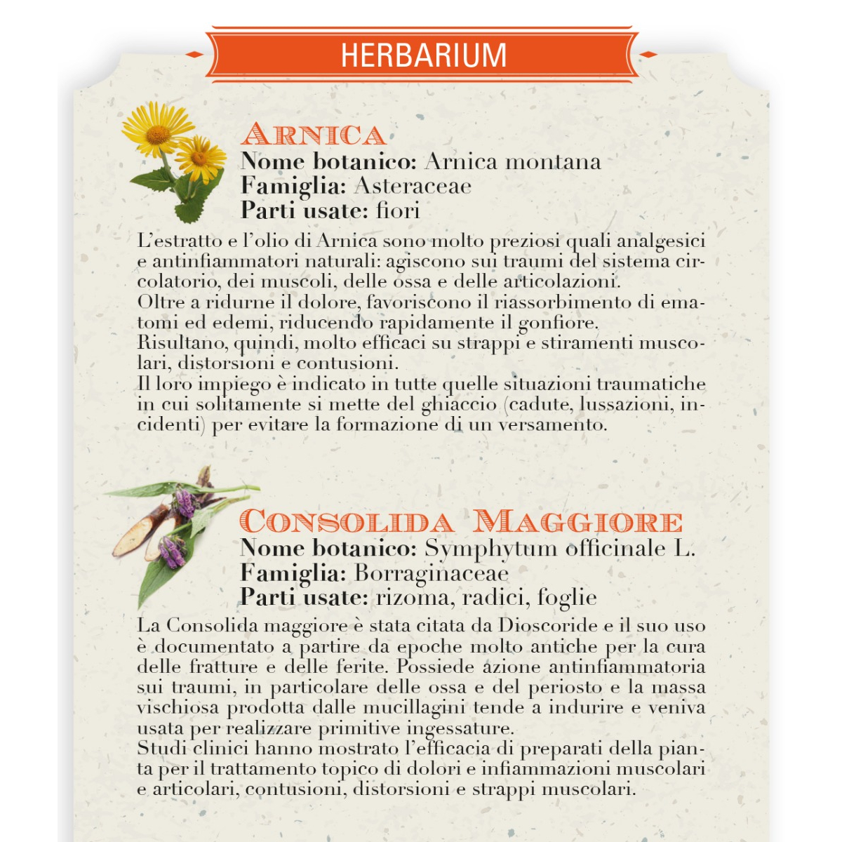 Arnica - Helan - immagine 2